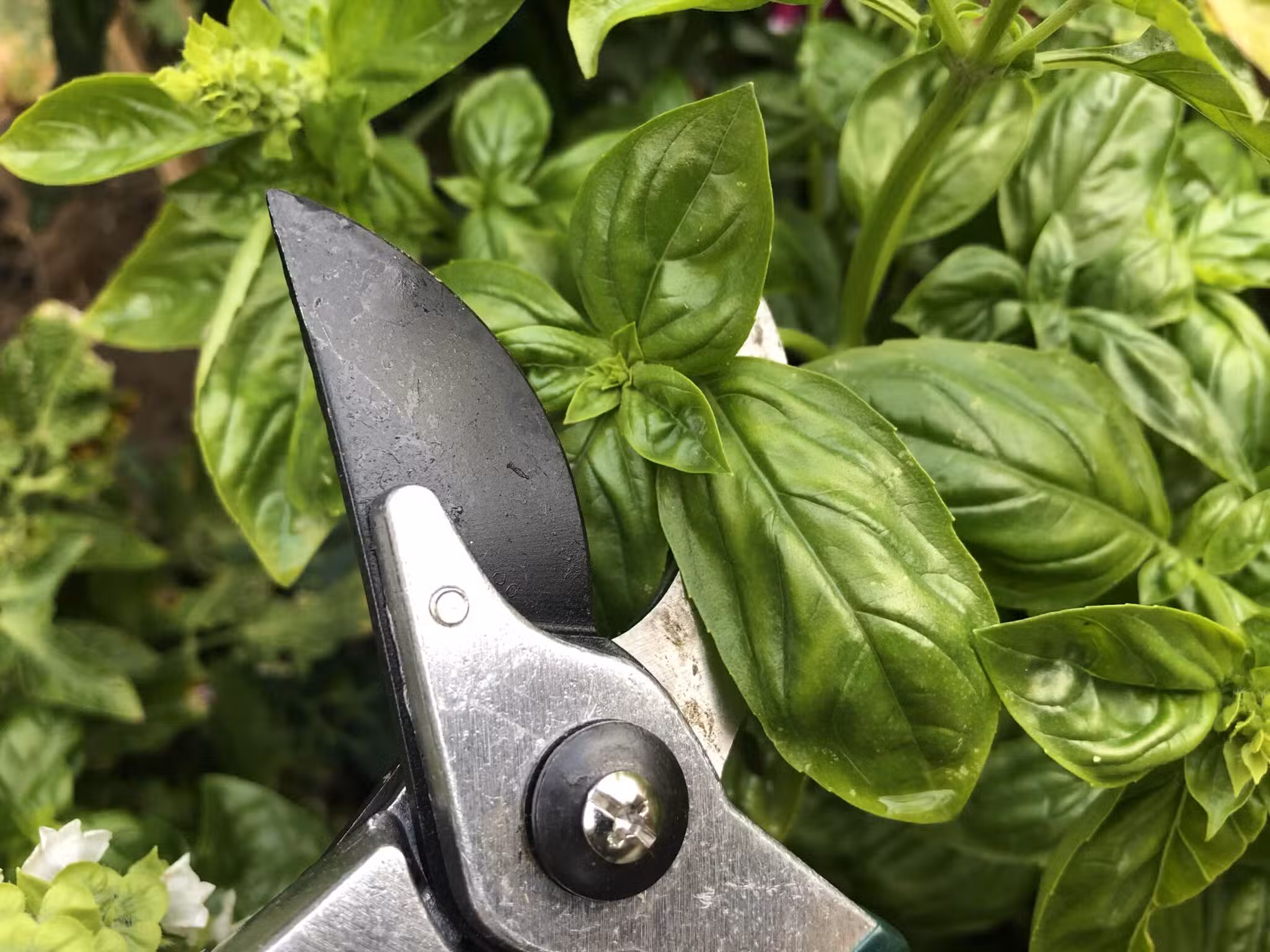 Basilicum plukken-strawberry-cheesecake-bbq-kamado-big-green-egg-min