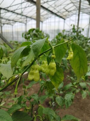 madame-jeanette-tomasu-sojasaus