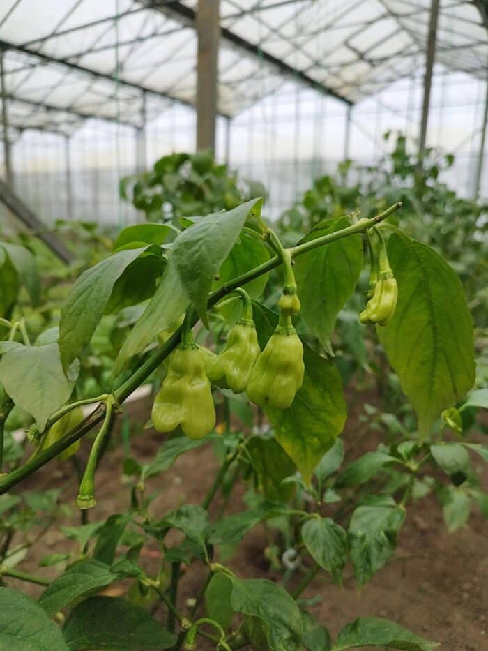 madame-jeanette-tomasu-sojasaus