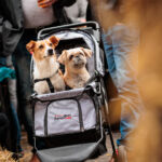 BBQ-Experience-Festival-Nunspeet